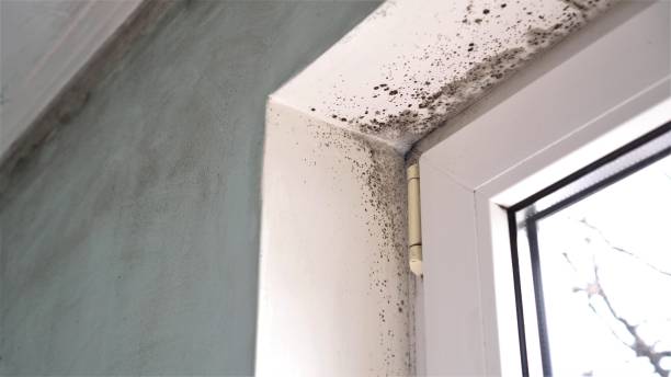 Best Toxic Mold Removal  in Scottsbluff, NE